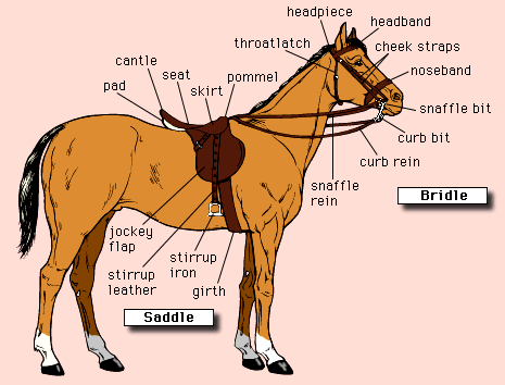 horse and tack